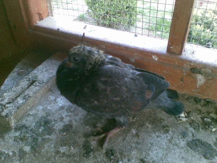 23042010(014) - poze 2010