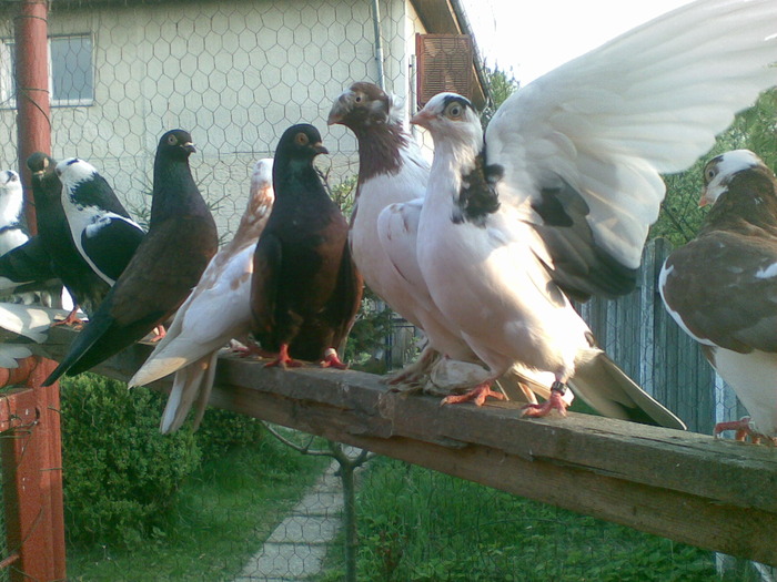 23042010(034) - poze 2010