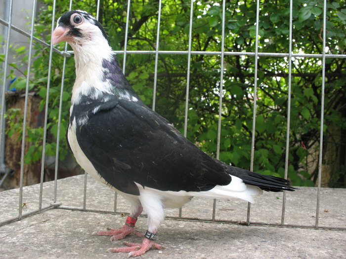 42 b (2) - 31 PUI 2010