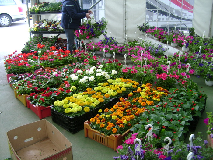 aprilie 117 - targ de flori cluj aprilie 2010