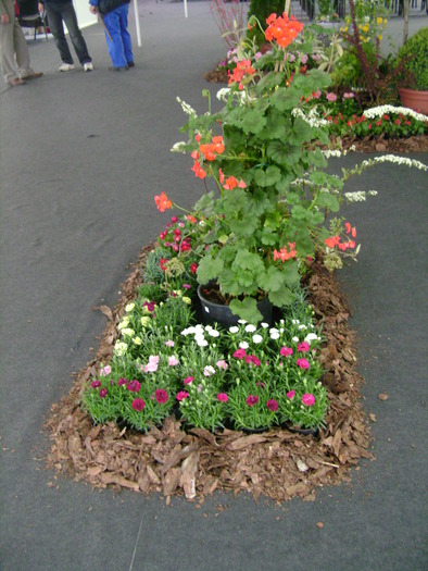 aprilie 124 - targ de flori cluj aprilie 2010