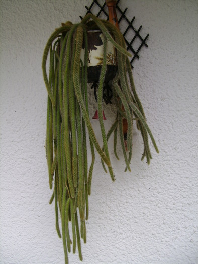 aprilie 196 - primavara 2010