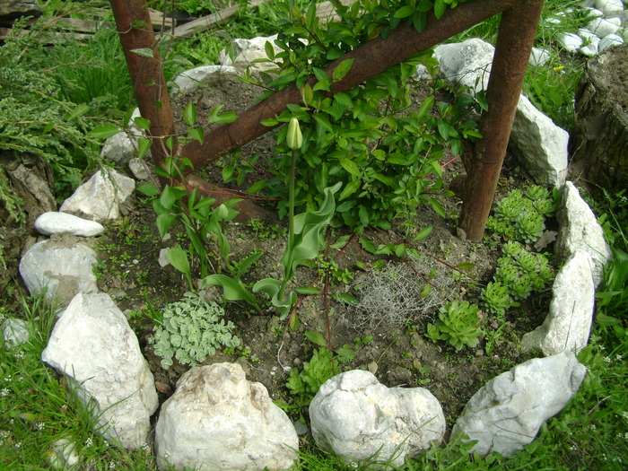 aprilie 216 - primavara 2010