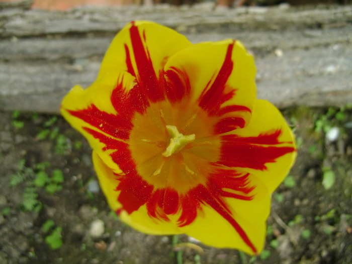 aprilie 218 - primavara 2010