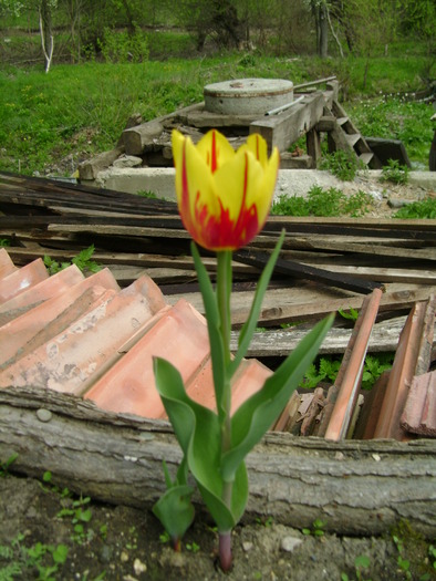 aprilie 220 - primavara 2010