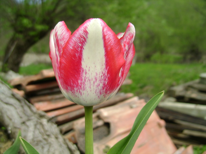 aprilie 222 - primavara 2010