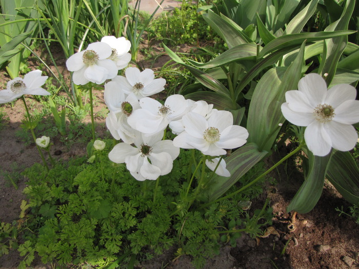 Anemone albe 25 apr 2010 - anemone