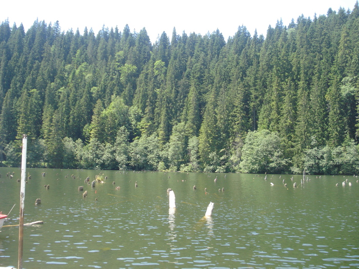 DSC06552