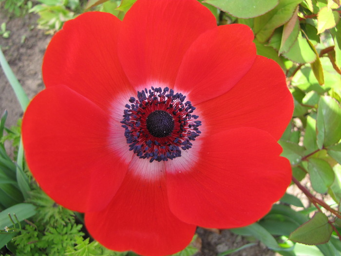 Anemona rosie 25 apr 2010 (2) - anemone