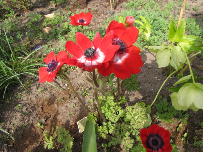 Anemone rosii 25 apr 2010 - anemone