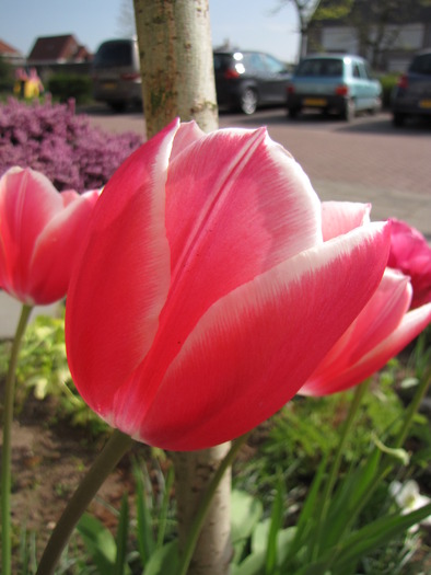 Lalele 25 apr 2010 (3)