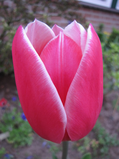 Lalele 25 apr 2010 (4)