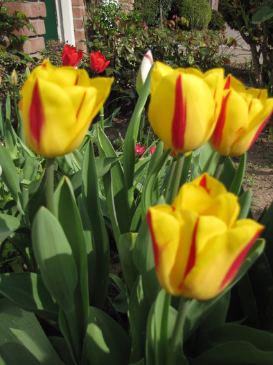 Lalele (Quebec) 25 apr 2010 (1)