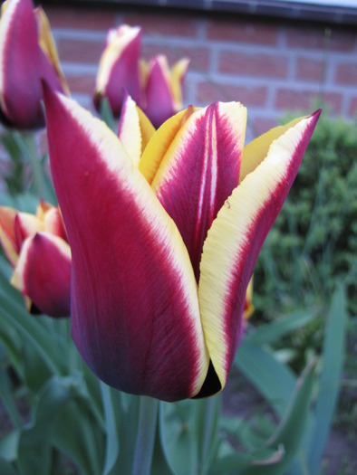 Lalele Gavota 25 apr 2010 (1)