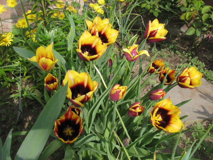 Lalele Gavota 25 apr 2010 (2)