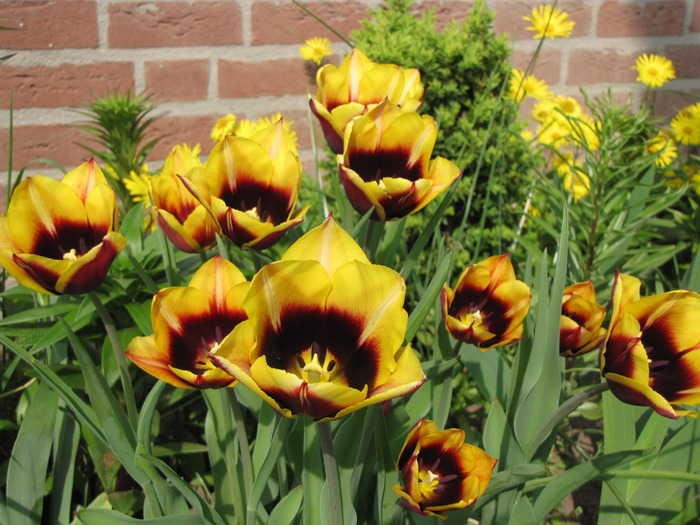 Lalele Gavota 25 apr 2010 (3)