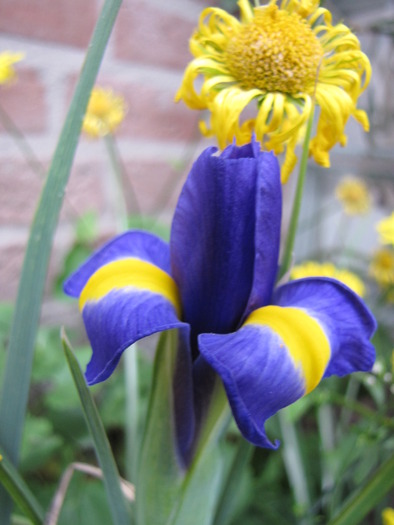 Iris hollandica Blue Magic& Doronicum 25 apr 2010 (1) - irisi