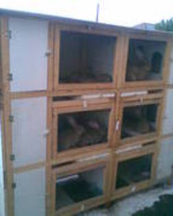 LCPSITRDLRPLVKHPHZI - MODELE CUSTI 2