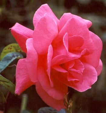 Pink garden rose - Trandafiri