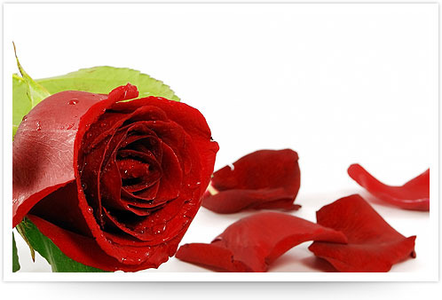 Red rose - Trandafiri