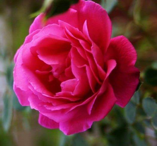 Fuchsia rose - Trandafiri2