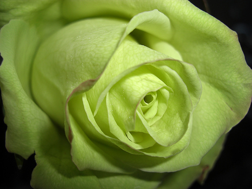 Green rose - Trandafiri2