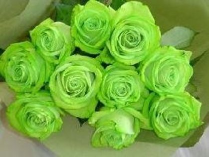 green rose