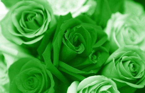 green-valentines-day-roses - Trandafiri2