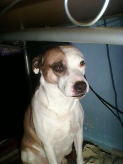 My dog - Cainele meu sweet