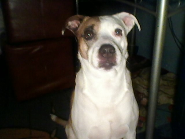 My intelligent dog - Cainele meu sweet
