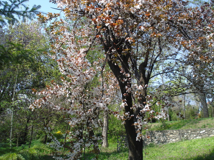 DSC08185
