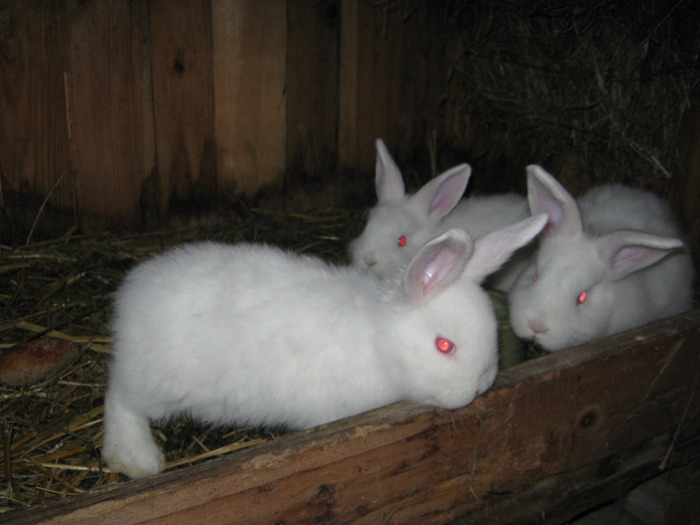 pui neozelandezi E 54