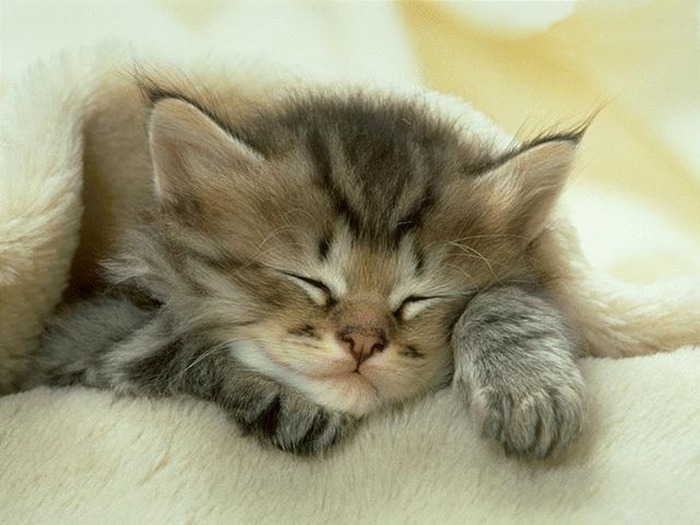 Preety cat sleeping - CATS