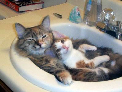 Cats in sink - CATS