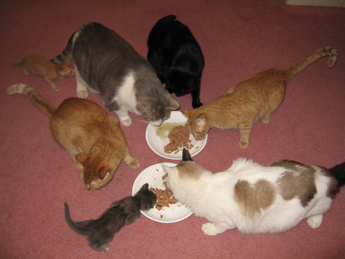 6 cats eating - CATS