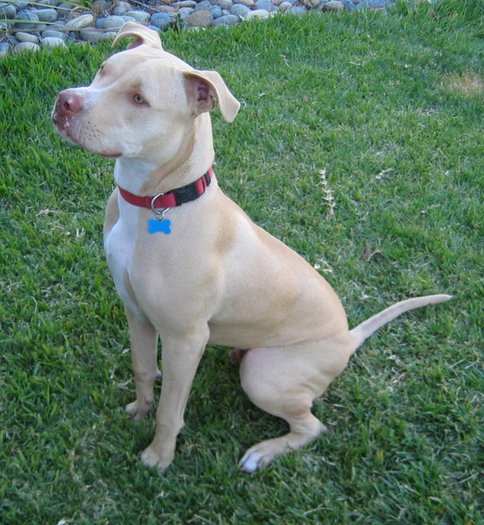 American Pit Bull Terrier - Catelusi