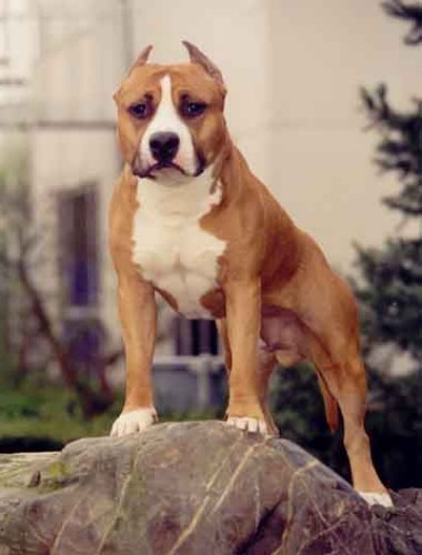 amstaff - Catelusi