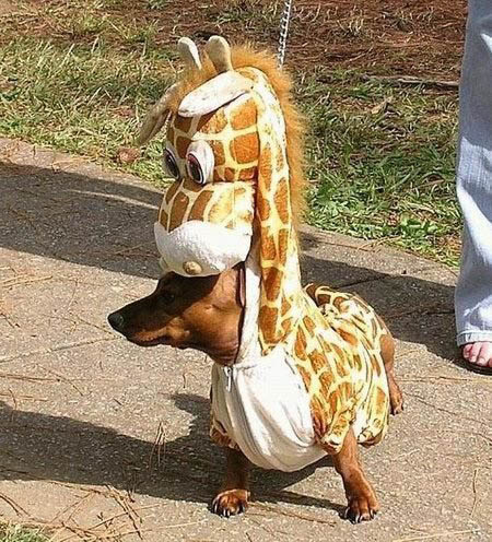 giraffe_dog