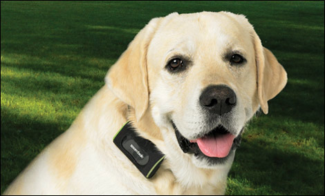 hammacher-schlemmer-gps-dog-tracking-system - Catelusi