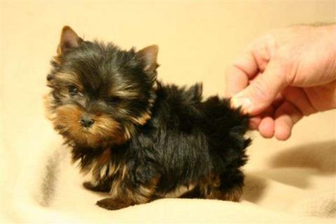 Pui de yorkie