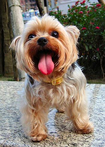 Yorkie