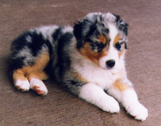 australian_shepherd_01_puppies_for_sale - Rase de caini