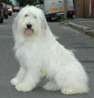 ciobanesc-romanesc-mioritic-8