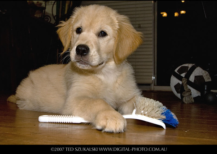 Golden-Retriever-Puppy-Training_MG_2133