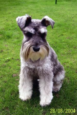 miniature-schnauzer