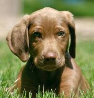 mocho_chocolate_labrador_weimaraner_mix_01.jpg_w200