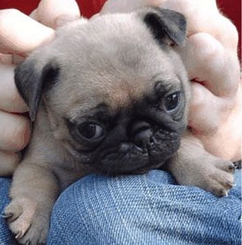 pug_beckett1