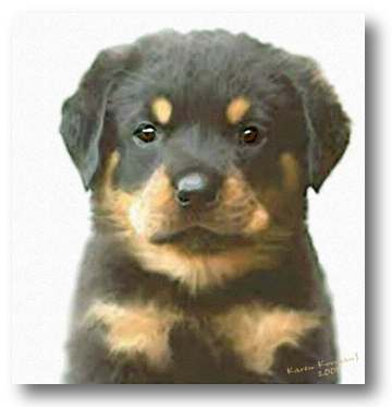 rottweilerpuppy - Rase de caini