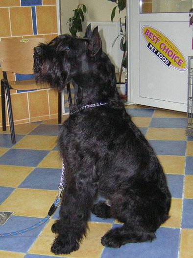 Schnauzer urias-Lucky - Rase de caini