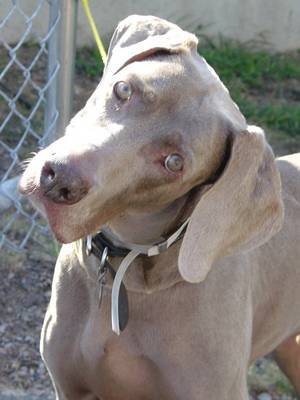 weimaraner1 - Rase de caini